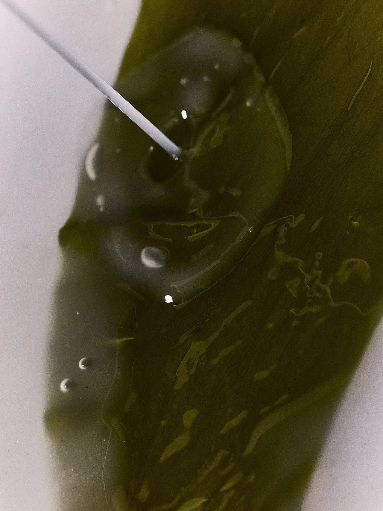 Organic Algae Kelp Mask