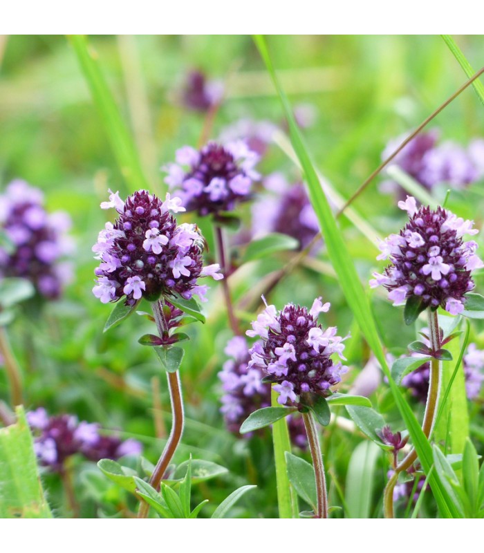 Shampoo Smeraldo, antiforfora alla Lavanda e Vaniglia