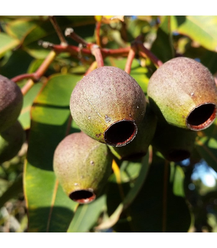 Shampoo Smeraldo, antiforfora alla Lavanda e Vaniglia