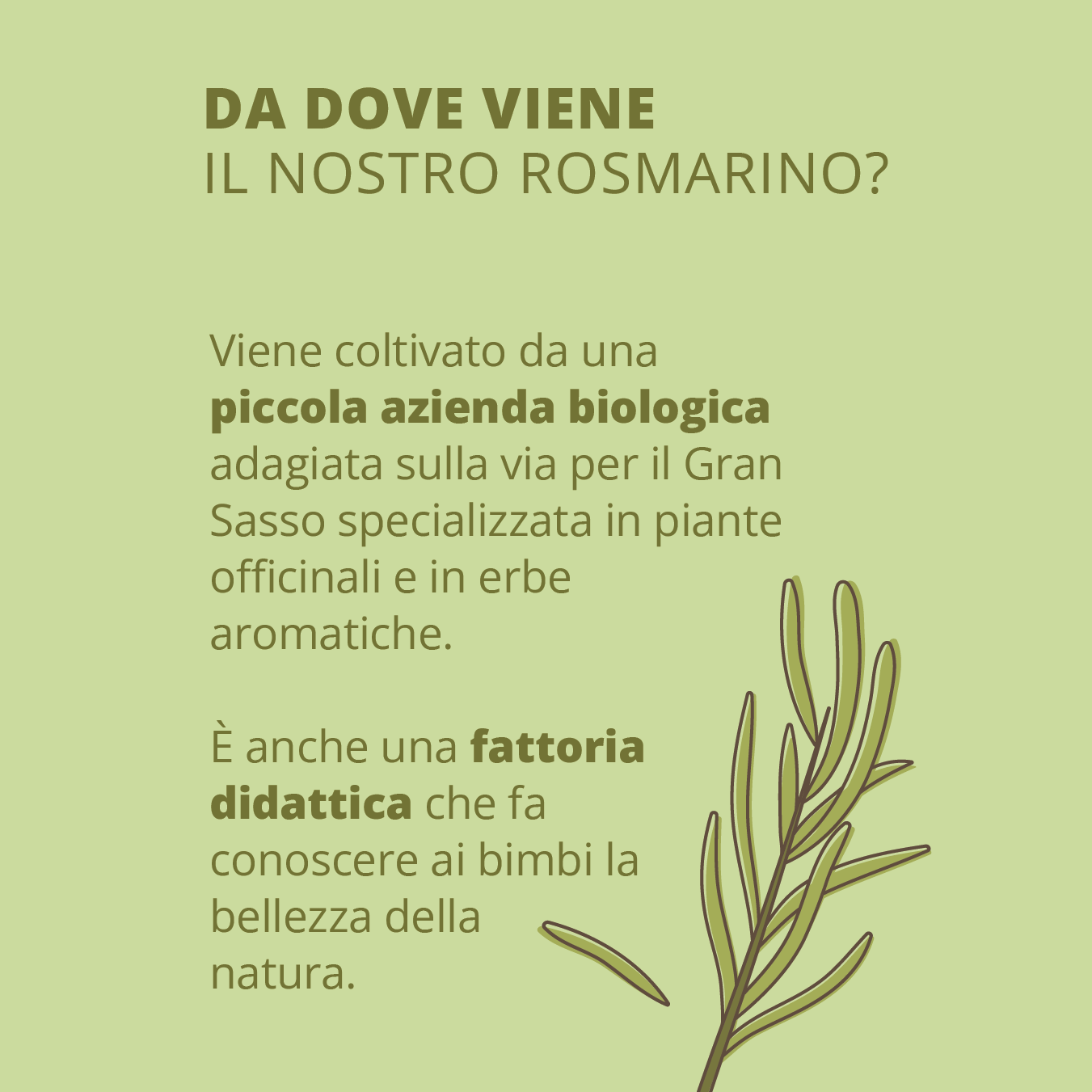 Idrolato di Rosmarino Bio Dermopurificante Viso e Capelli