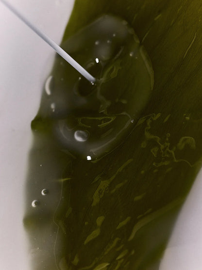 Organic Algae Kelp Mask