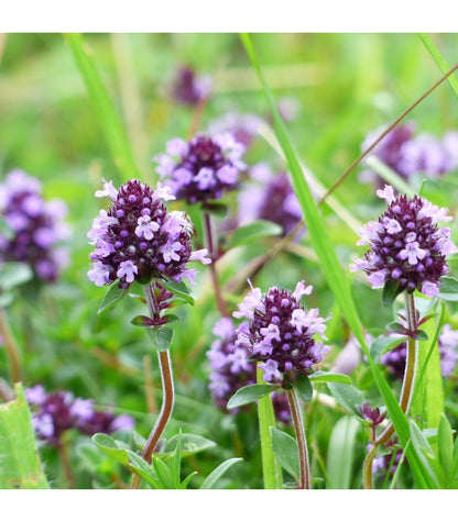 Shampoo Smeraldo, antiforfora alla Lavanda e Vaniglia